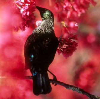 Tui